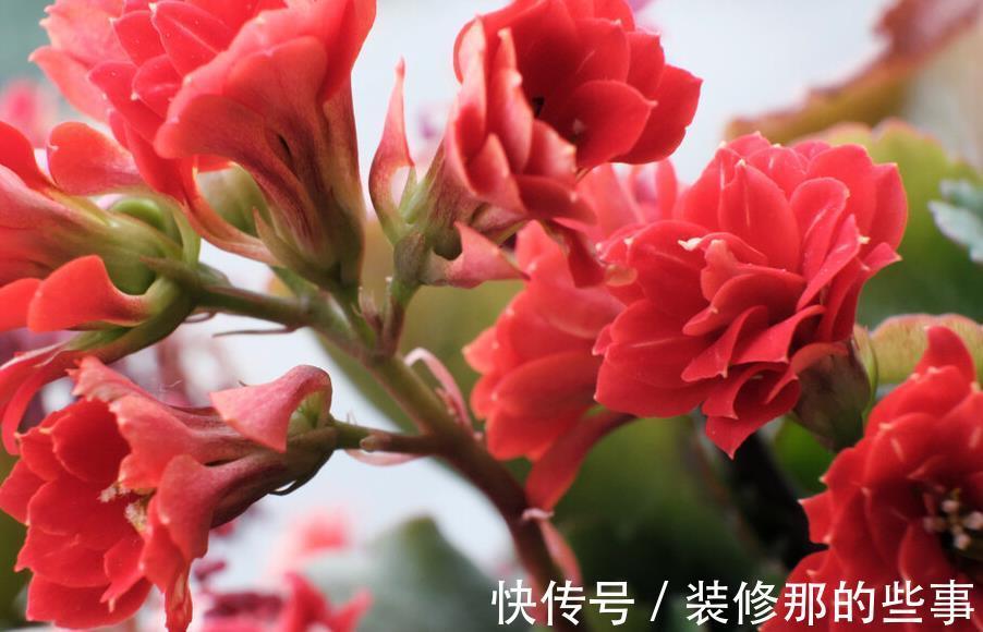 植物|4种养不死的花，省事还好看，太值得拥有了