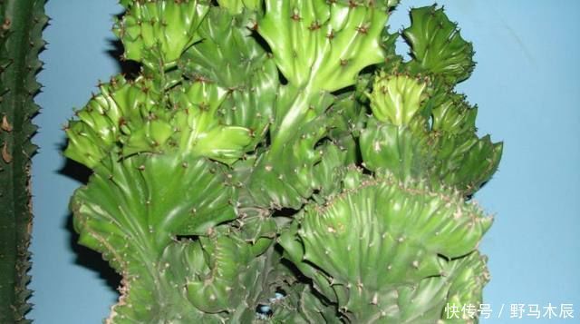 一人|爷爷在路上捡来的树枝,竟长成一人高的大树,给两万块也舍不得卖