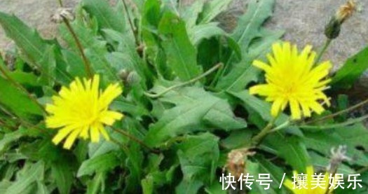 排毒|人到中年,常吃四种食物,补血润肤,排毒消脂,有益健康