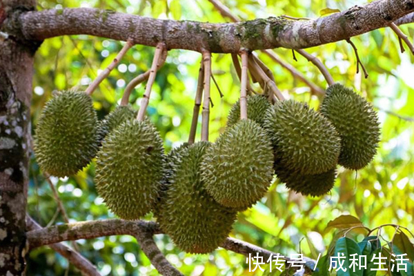 三九|此果带有臭味，却是女性最爱，滋补身体，告别痛经，清除子宫垃圾