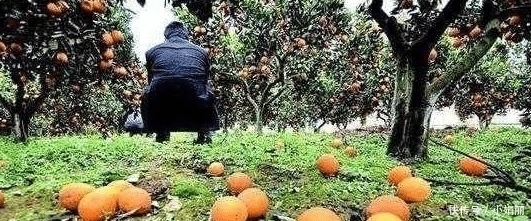 印度把“中国特产”带回国大量种植,效仿中国出口,却遭四处碰壁