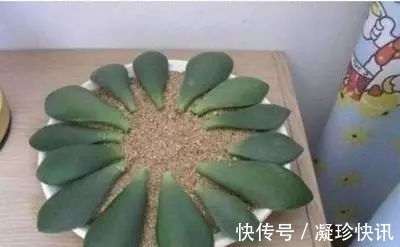 发财树|家庭3种“福气树”,整盆买很贵,不如用根枝条来扦插,30天成活