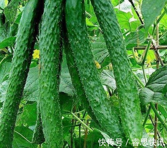 买黄瓜时，如何分辨有没有打激素只需一招，一眼就能区分