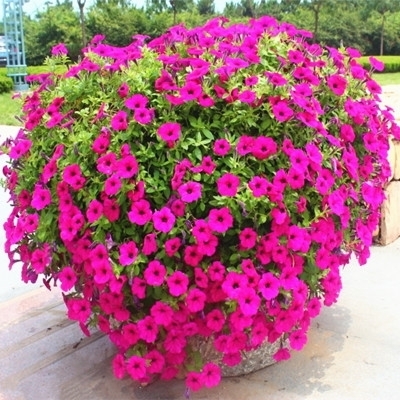 花期|养4种花,花朵凋谢“别等了”,咔嚓剪几刀,30天后又开一茬花