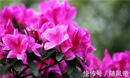 郁金香|十大不能家养的植物 最香的花可以导致神经衰弱