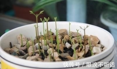 养花高手种“水果”盆景,3种“籽儿”栽盆里,30天长成盆栽