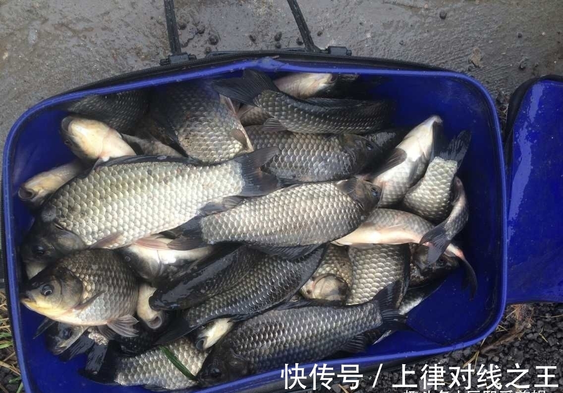 降温天鲫鱼怎么钓?掌握好这两点,大板鲫连竿不再难