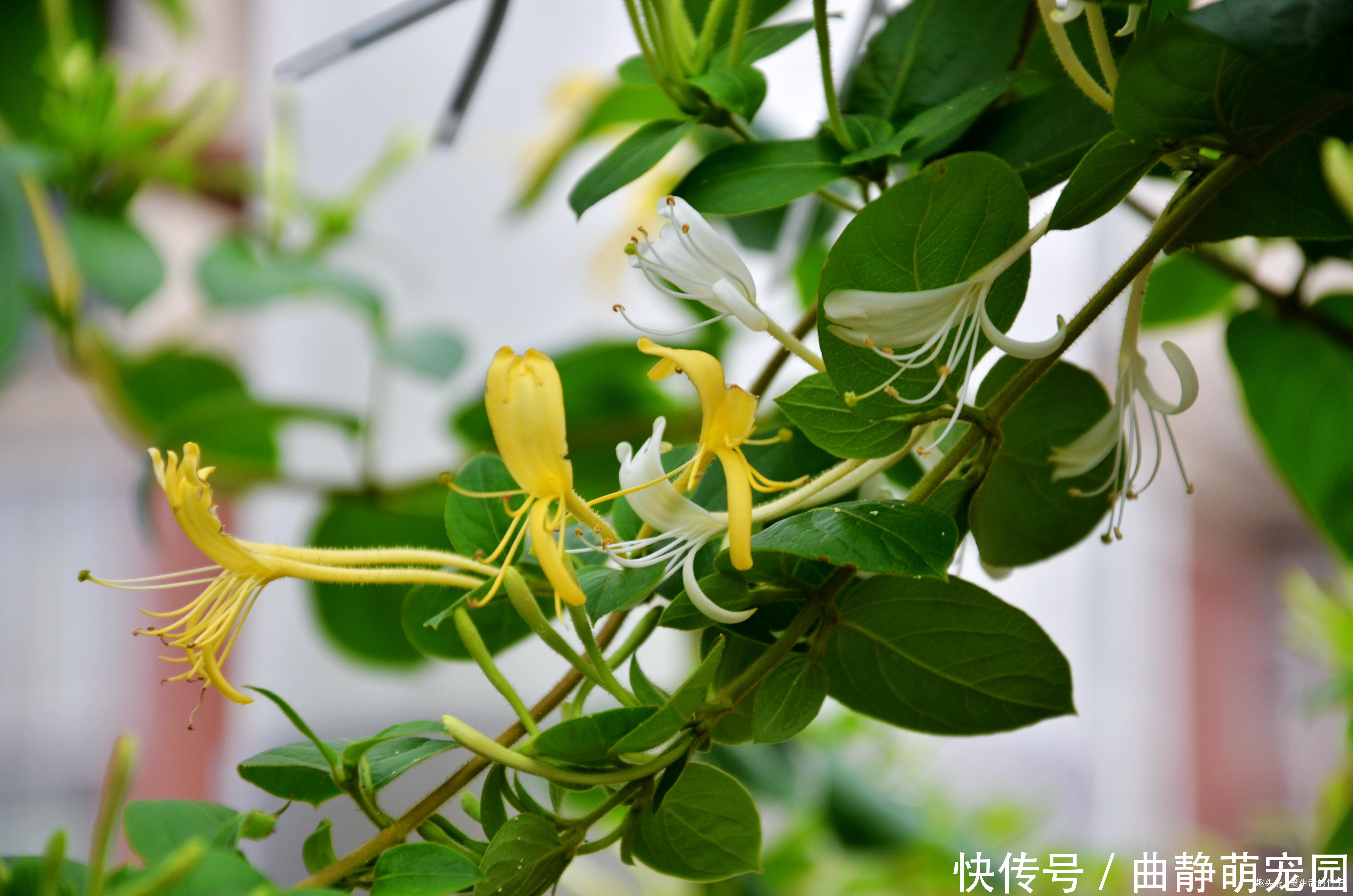 金银花和山银花的区别,认识一下,根据需要,可以区分就好