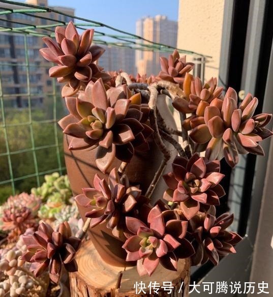 养在室内的姬胧月越来越丑,果断换盆移到室外散养,半年成功逆袭!