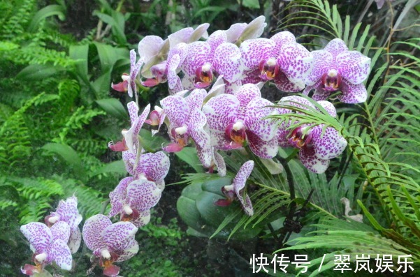 花朵|蝴蝶兰长势差，开花少只需注意3个方面，花繁叶茂更美观