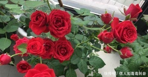 “高端玫瑰”永远的莫斯科,色泽鲜艳,妩媚娇羞,实属养花首选