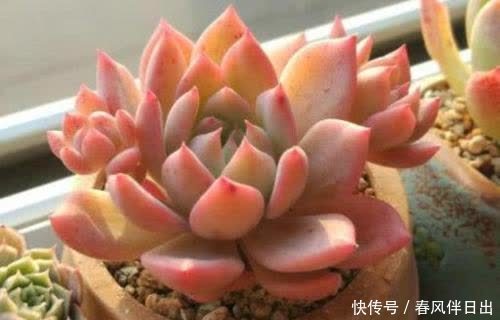 春天想要多肉长成“肉墩子”,几件事不要做,你掌握了吗?