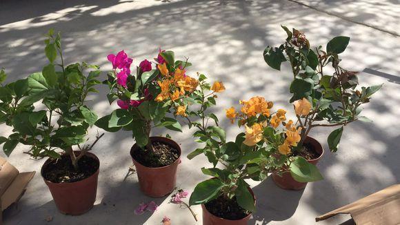 养三角梅做好这几点，根壮新叶开花多，夏天有花赏