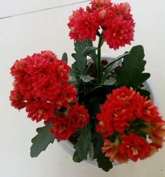 品种|75个长寿花品种,一个比一个美,一起来认识一下吧!