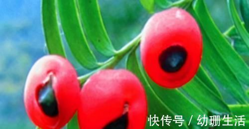 风湿性关节炎|农村遍地都是宝，3种食物，田边疯长，养肝护肝，降肝火，还好吃