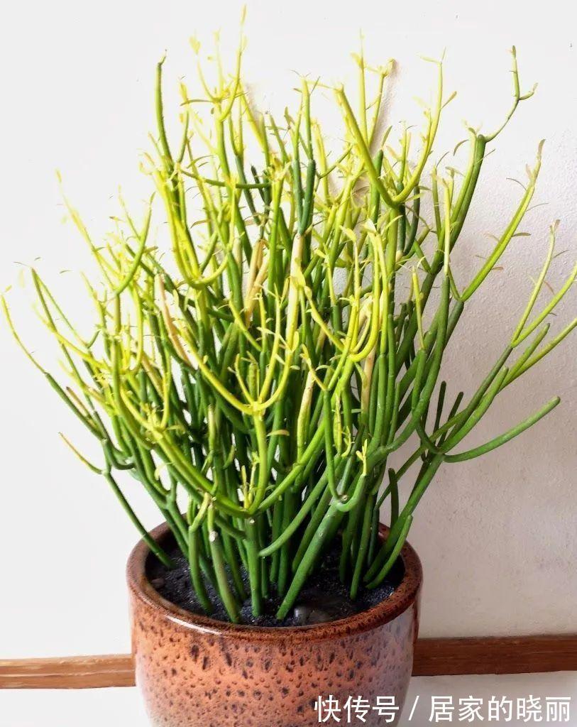 越漂亮的花越“有毒”!快来认识这12种大毒花,涨“知识”不吃亏