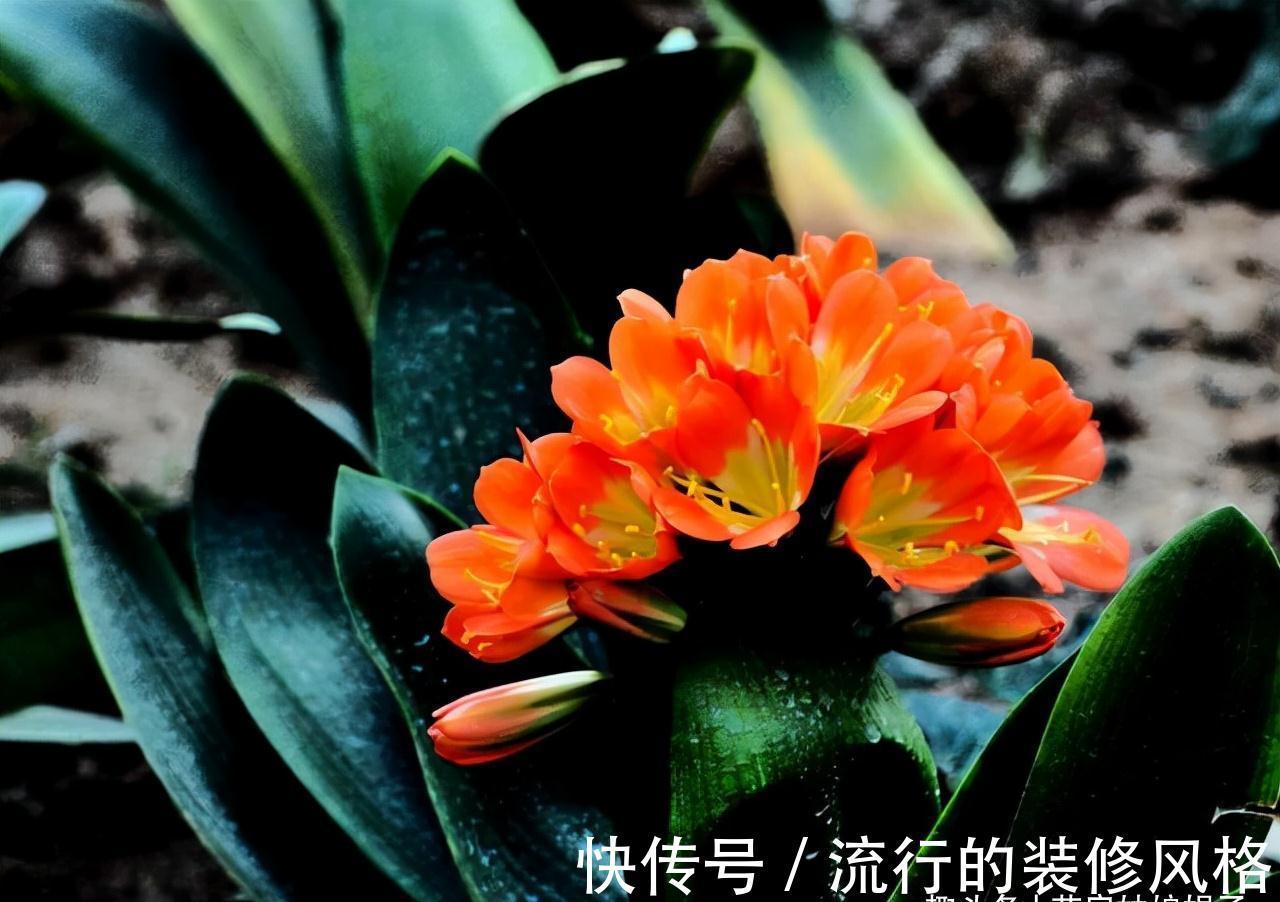 10月养君子兰,别忘记做“这些事”,要不今年“难”开花,莫忽视