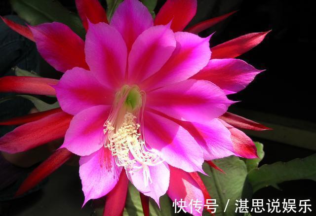 荷花|一盆仙人掌,叶子像腰带,这样养3年,开出60朵大荷花