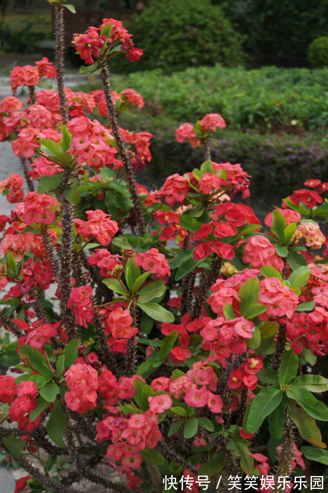 红掌|室内养盆“四季花”，花量巨大，一年365天，每天开花