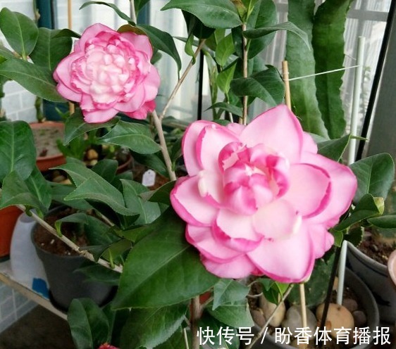 3月前后天气渐暖,养这几样植物,舍得撸叶子摘顶才能开花越漂亮