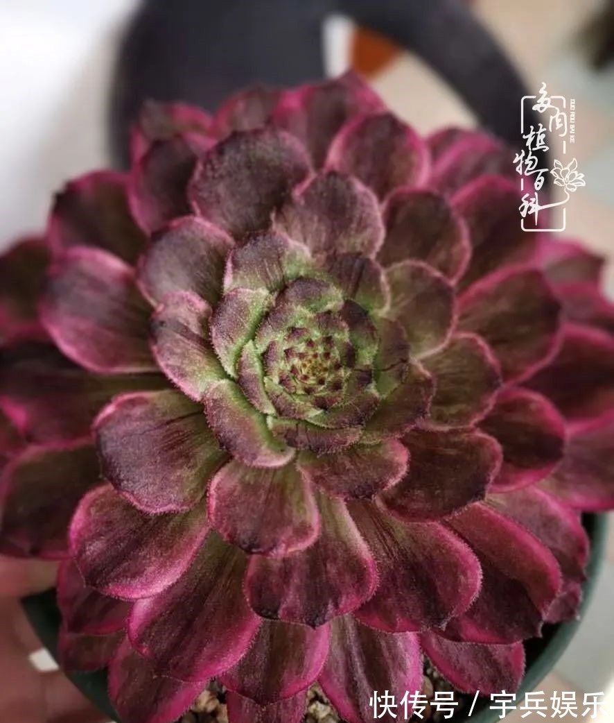 多肉植物|养多肉三年多九万里悟道,终归诗酒田园!