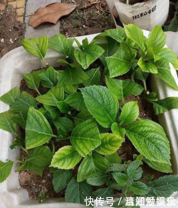 种花|垃圾桶中容易“捡到”的3种花,1分钱不花,养出几十盆,花开爆盆