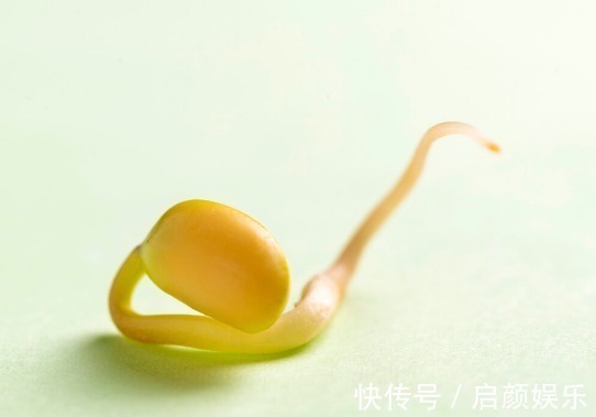 营养成分|食物发芽后有剧毒不能吃有些不仅能吃,营养价值还会变高