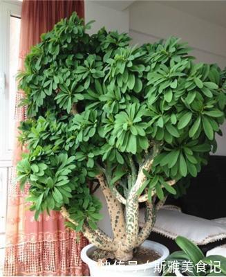 此3种花,年轻人都说丑,多养几年,越来越气派,价值能翻倍