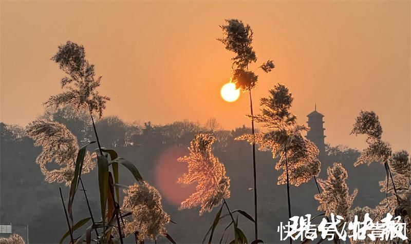 冬景|芦苇花开，冬景如画