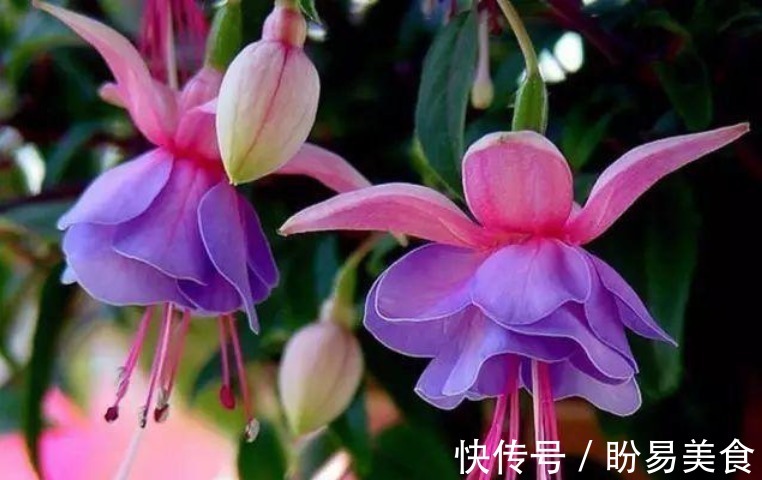 竹节秋海棠|世界上“最美”的5种垂吊花,婀娜多姿,看一眼就心醉,太漂亮了