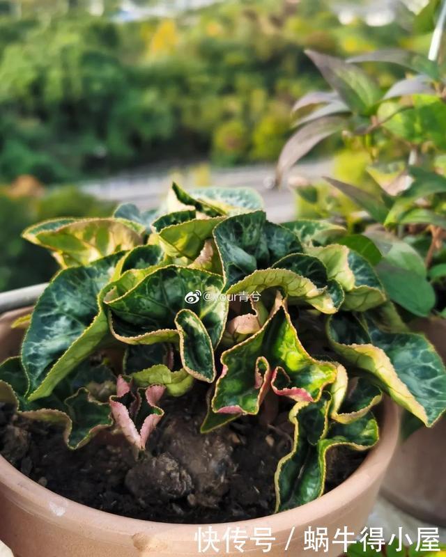 花友来稿|翩翩蝴蝶花还能开180天?看完文章你也可以