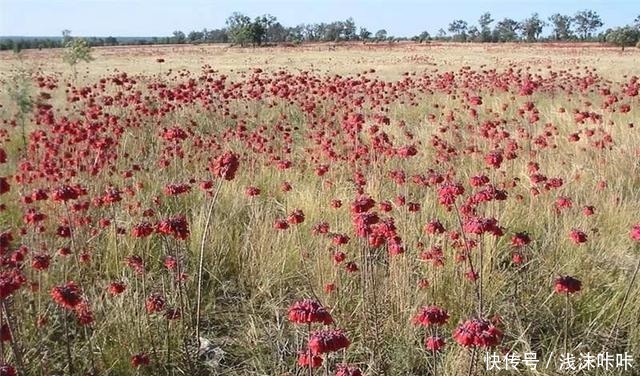 落地生根属的大家庭,品种多,花朵好看!