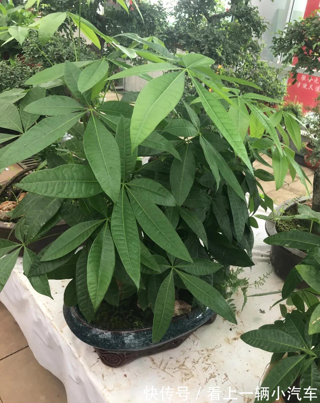 养花不会施肥,花又小又弱,17种花卉的施肥方法,赶紧收藏