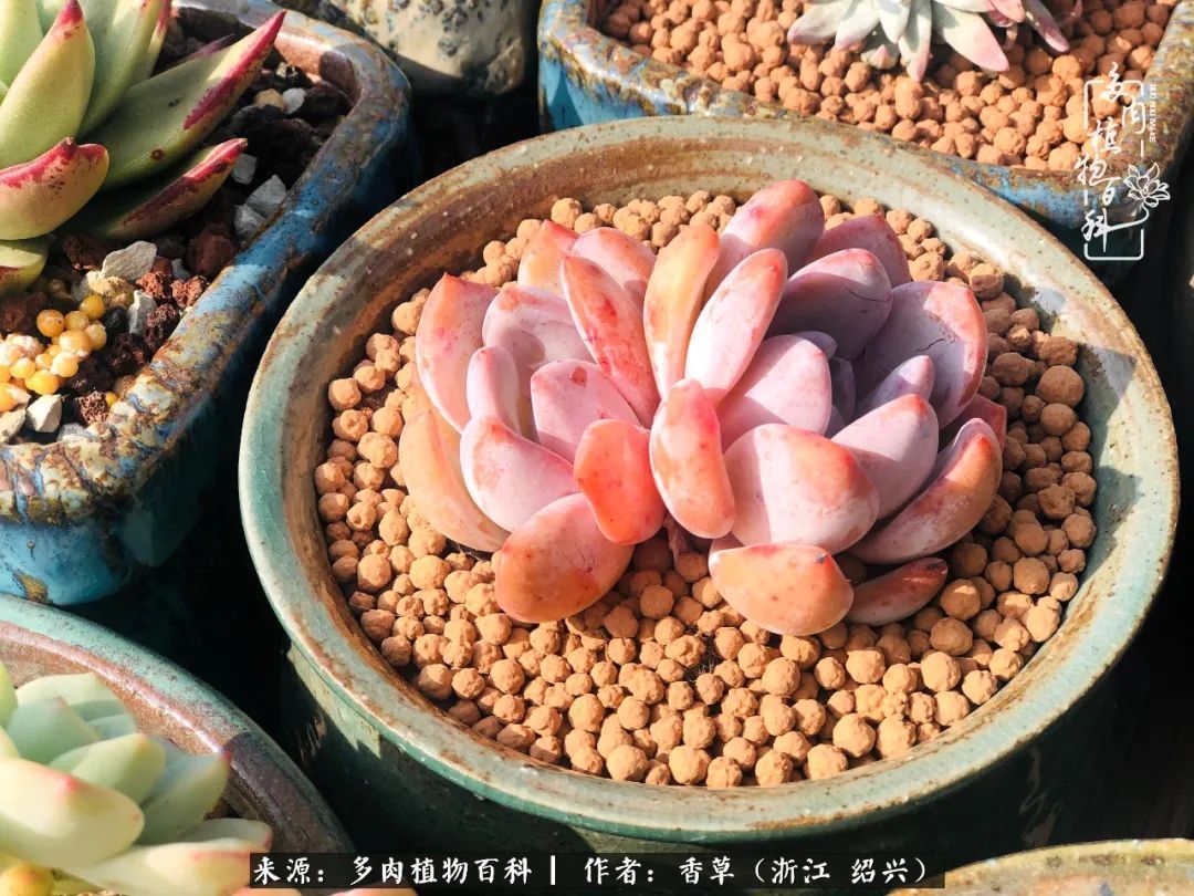 阳台上的一亩三分地,我愿与你一起,与时光媲美!