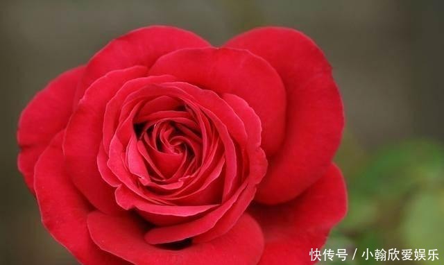 年少不懂张爱玲, 读懂已是不惑年