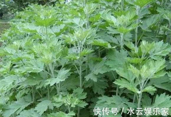 艾草|农村“艾草”百利而2害，危害极大，很多人还不清楚，傻傻吃