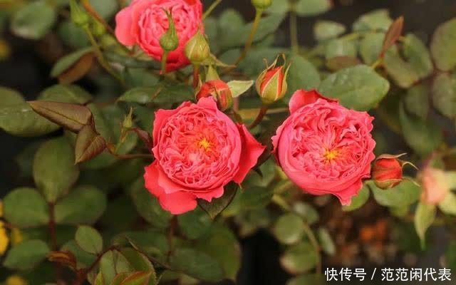 天狼说月季丨花苞透色了?别愣着呀,这些活你都做了吗