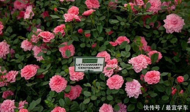 25款庭院月季推荐。助你打造五彩缤纷的庭院,丰花好养还能盆栽