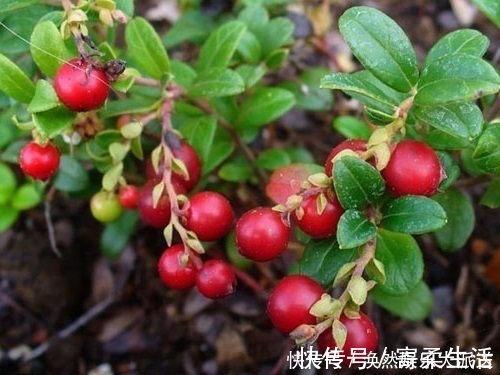 维生素c|女性晚上当零食吃2颗，美白、养颜、抗衰老，比面膜管用！