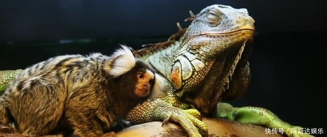 故事|故事:南方剿灭凿齿,敝国等不胜感盼之至