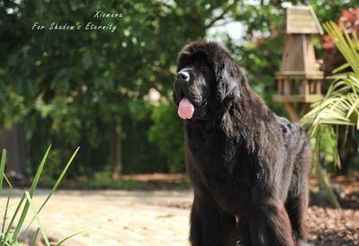 4岁萌娃带着大型犬出门遛弯 网友 这真的不是狗狗在遛孩子吗 快资讯