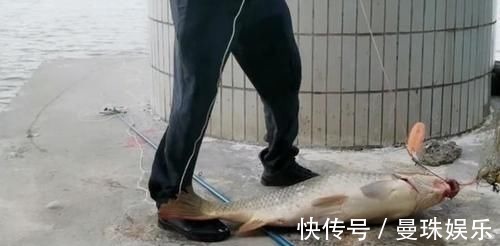 男子珠江钓起“鲤鱼王”,40斤体长超1米,应该放生吗