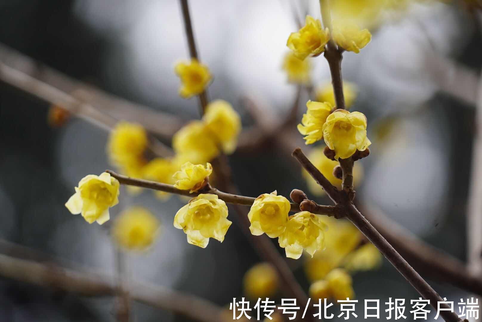 腊梅|今日大寒迎大雪，插枝梅花便过年