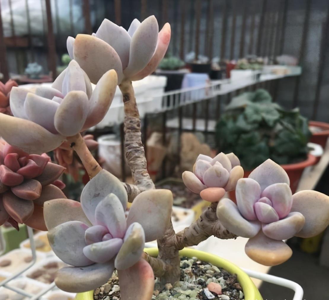 老桩|想把多肉养成悬崖桩,满足“三要求”,遇水疯长,爆崽一堆小崽