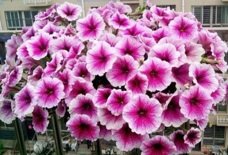 家里养4种花,花朵一开就是200天,拦都拦不住,你养了吗