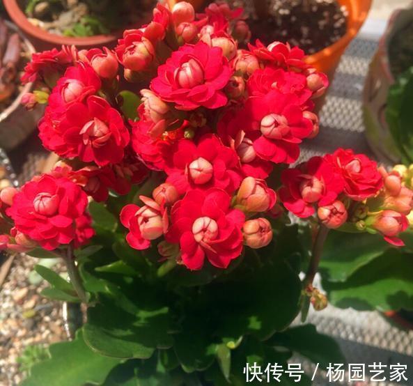 太阳花|天凉后，建议扦插4种花，“生根”后稍加养护就开花