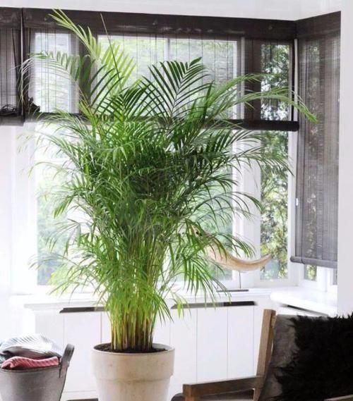 养死|这9个养护误区,导致很多人的盆栽养死,你做错了哪点了