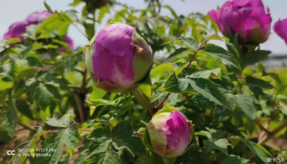 花开时节动京城，唯有牡丹真国色