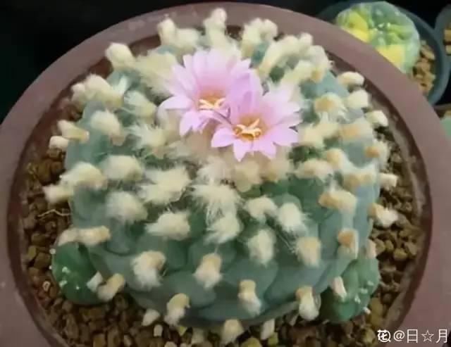 桂花|公认难养的20种花，养一盆死一盆，下次还敢买