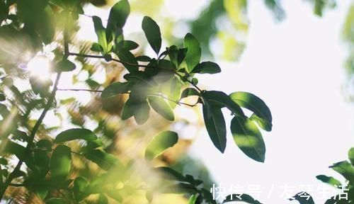 黄连|皮肤瘙痒，医圣张仲景开一奇方，仅仅一味药